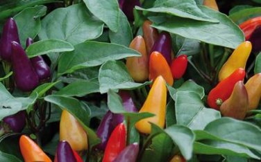 20 seeds Heirloom Allochroic Pod Pepper Seeds Original Pack