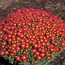 50 seeds Edana Red Chrysanthemum Plant Flower Seeds