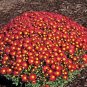50 seeds Edana Red Chrysanthemum Plant Flower Seeds