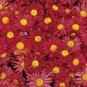 50 seeds Edana Red Chrysanthemum Plant Flower Seeds