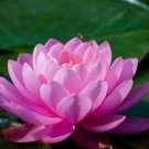 1 seeds Attractting Bee Pink Huge Nelumbo Nucifera Lotus Flower Pond Plant