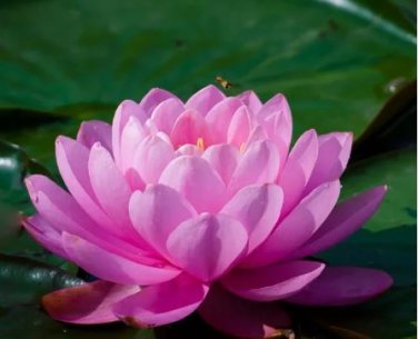1 seeds Attractting Bee Pink Huge Nelumbo Nucifera Lotus Flower Pond Plant