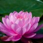 1 seeds Attractting Bee Pink Huge Nelumbo Nucifera Lotus Flower Pond Plant