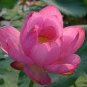 1 seeds Attractting Bee Pink Huge Nelumbo Nucifera Lotus Flower Pond Plant