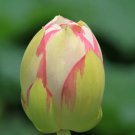 1 seeds White Nelumbo Nucifera Lotus Flower w/ Red Edge Hybrid Pond Plant Seed