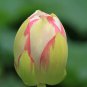 1 seeds White Nelumbo Nucifera Lotus Flower w/ Red Edge Hybrid Pond Plant Seed
