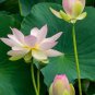 1 seeds White Nelumbo Nucifera Lotus Flower w/ Red Edge Hybrid Pond Plant Seed