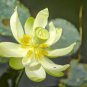 1 seeds White Nelumbo Nucifera Lotus Flower w/ Red Edge Hybrid Pond Plant Seed