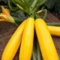 10 seeds Heirloom New Cassabanana Sicana Odorifera Seeds
