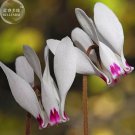 6 seeds Cyprus Cyclamen Hederifolium Seeds