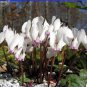 6 seeds Cyprus Cyclamen Hederifolium Seeds
