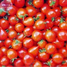 100 seeds 'Piccolo Cherry' Tomato Seeds