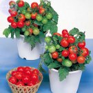100 seeds Bonsai Cherry Tomato Red Round Fruit Seeds