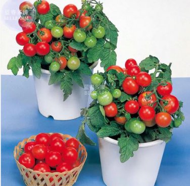 100 seeds Bonsai Cherry Tomato Red Round Fruit Seeds