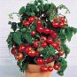 100 seeds Bonsai Cherry Tomato Red Round Fruit Seeds