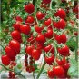 100 seeds Bonsai Cherry Tomato Red Round Fruit Seeds