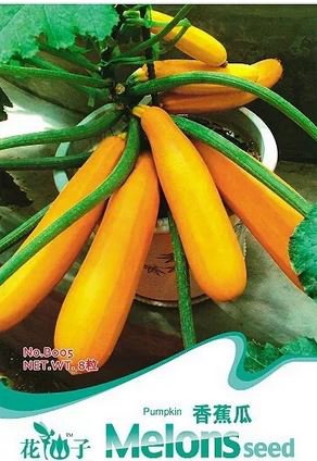 8 seeds Yellow Zucchini Summer Squash Cucurbita Pepo Vegetable Seeds