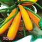 8 seeds Yellow Zucchini Summer Squash Cucurbita Pepo Vegetable Seeds