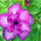 2 seeds 'Blue Spirit' Adenium Obesum Perennial Bonsai Flower Seeds