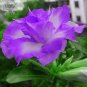 2 seeds 'Blue Spirit' Adenium Obesum Perennial Bonsai Flower Seeds