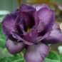 2 seeds 'Blue Spirit' Adenium Obesum Perennial Bonsai Flower Seeds