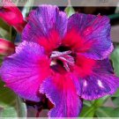 2 seeds Rare Heirloom 'Tasi' Purple Red Adenium Perennial Flower Seeds
