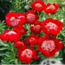 20 seeds Peony Seeds Double Flowers