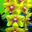 100 seeds Orchid Cymbidium Seeds Yellow Flowers Red Purple Tongue