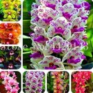 100 seeds Orchid Cymbidium Seeds