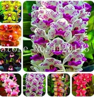 100 seeds Orchid Cymbidium Seeds