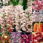 100 seeds Orchid Cymbidium Seeds