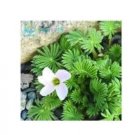 100 seeds Rare Oxalis Versicolor Candy Cane Sorrel Seeds - White Flowers