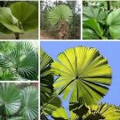 10 seeds Licuala grandis Palm Tropical Evergreen Fan-Shaped Seeds