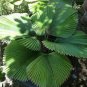 10 seeds Licuala grandis Palm Tropical Evergreen Fan-Shaped Seeds