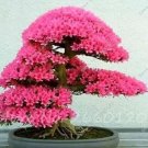 20 seeds Japanese Azalea Rhododendron Azalea Seeds - Red Flowers