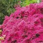 20 seeds Japanese Azalea Rhododendron Azalea Seeds - Red Flowers