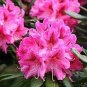 20 seeds Japanese Azalea Rhododendron Azalea Seeds - Red Flowers