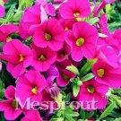 100 seeds Calibrchoa Million Bells Annual Flower Seeds - Rose Red Flowers