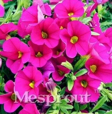 100 seeds Calibrchoa Million Bells Annual Flower Seeds - Rose Red Flowers