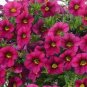 100 seeds Calibrchoa Million Bells Annual Flower Seeds - Rose Red Flowers