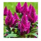 300 seeds Flamingo Cockscomb Seeds