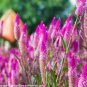 300 seeds Flamingo Cockscomb Seeds