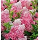 20 seeds Champagne Hydrangea Seeds - Fresh Pink Flowers