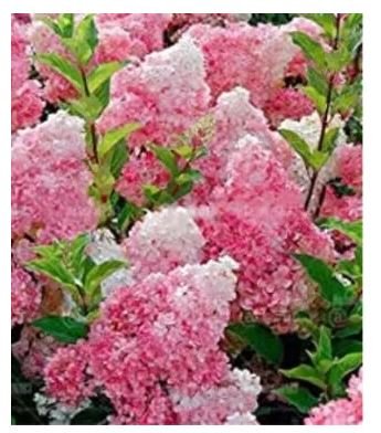 20 seeds Champagne Hydrangea Seeds - Fresh Pink Flowers