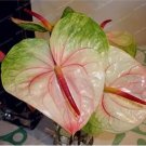 100 seeds Anthurium Seeds - Green Light Pinkish Bicolor Flowers