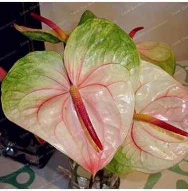 100 seeds Anthurium Seeds - Green Light Pinkish Bicolor Flowers