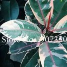 50 seeds Chinese Ficus Benjamina Seeds