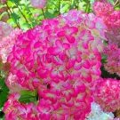 20 seeds 'Vanilla Strawberry' Hydrangea Flower Seeds