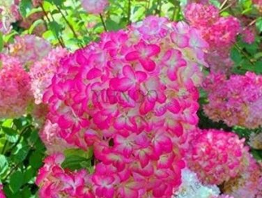 20 seeds 'Vanilla Strawberry' Hydrangea Flower Seeds