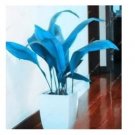 100 seeds Hosta Seeds - Sky Blue Leaves
